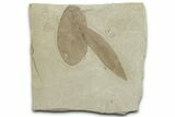 Fossil Leaf (Cedrelospermum & Leguminosites) Plate - Utah #325581-1